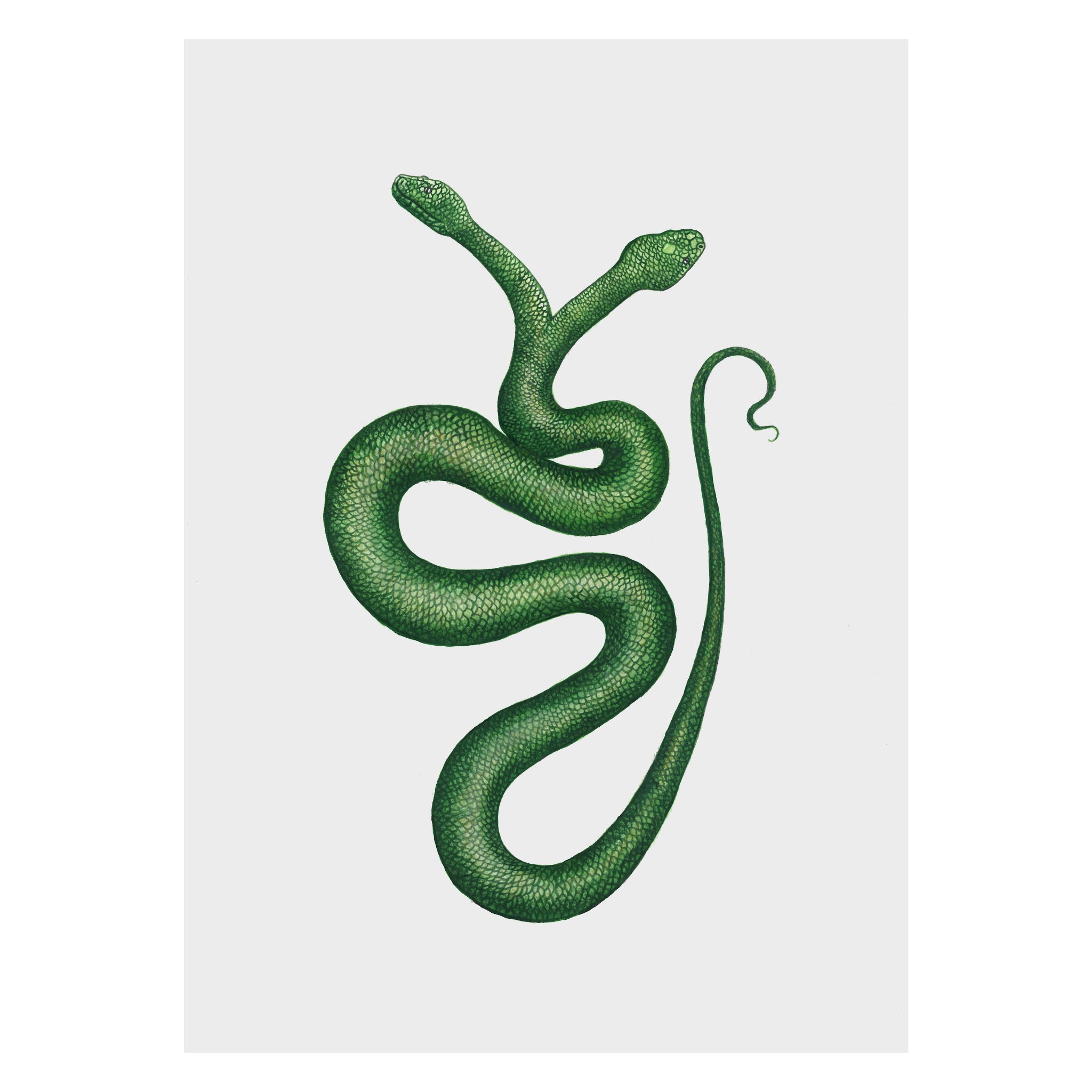 Green snake illustration on a white background