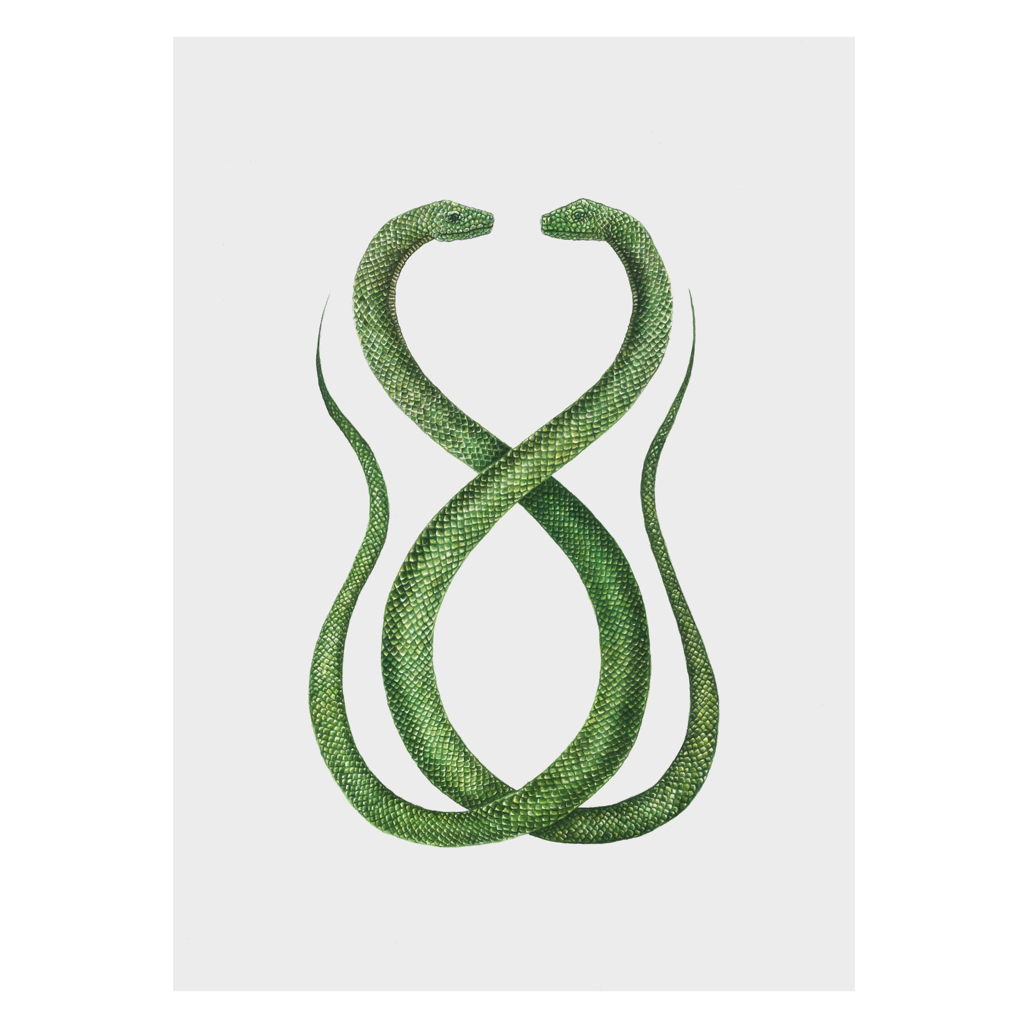 Two green snakes forming an infinity symbol on a white background