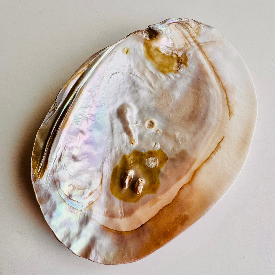 Shell with a pearl on a light gray background