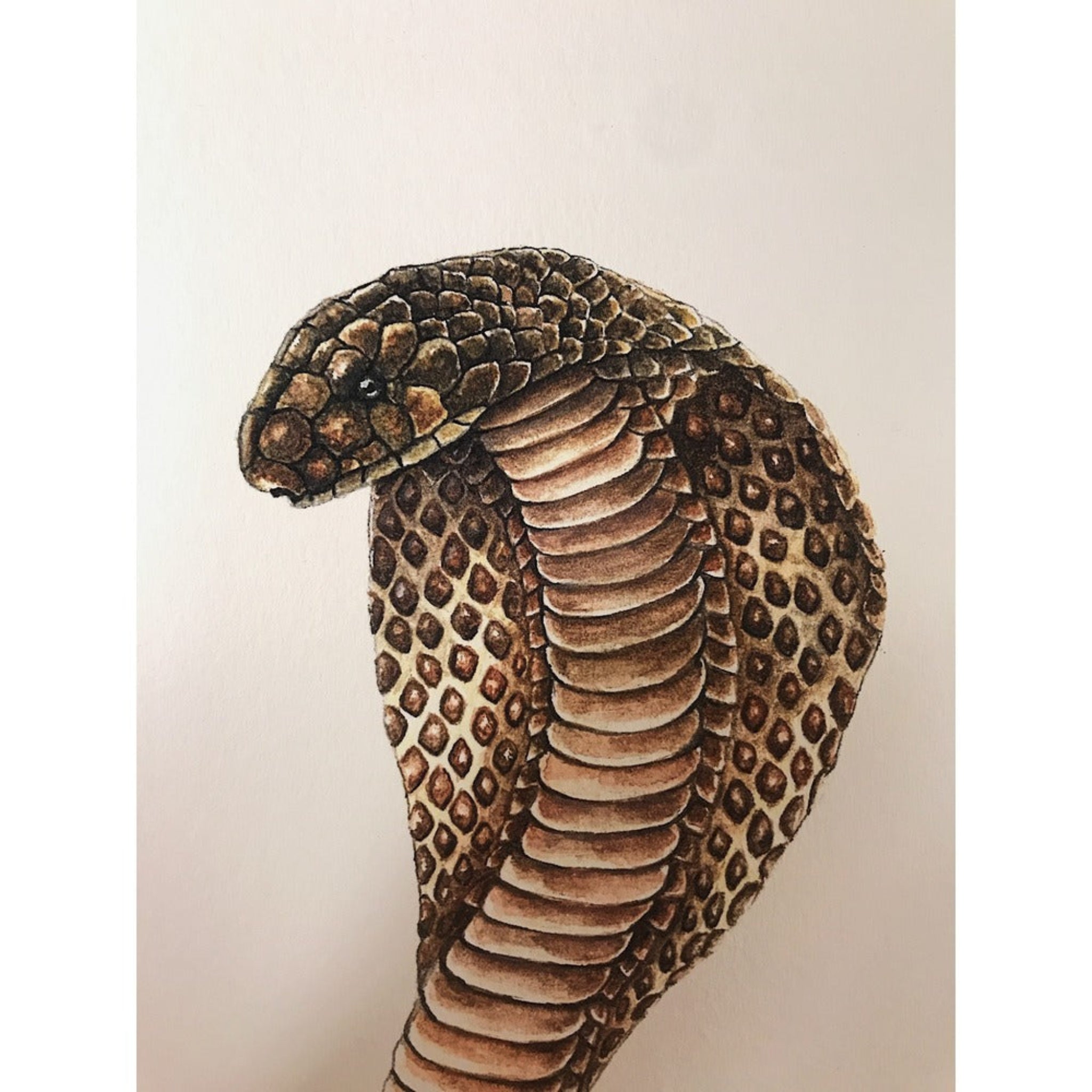 Close-up of a cobra's head with detailed scales on a beige background