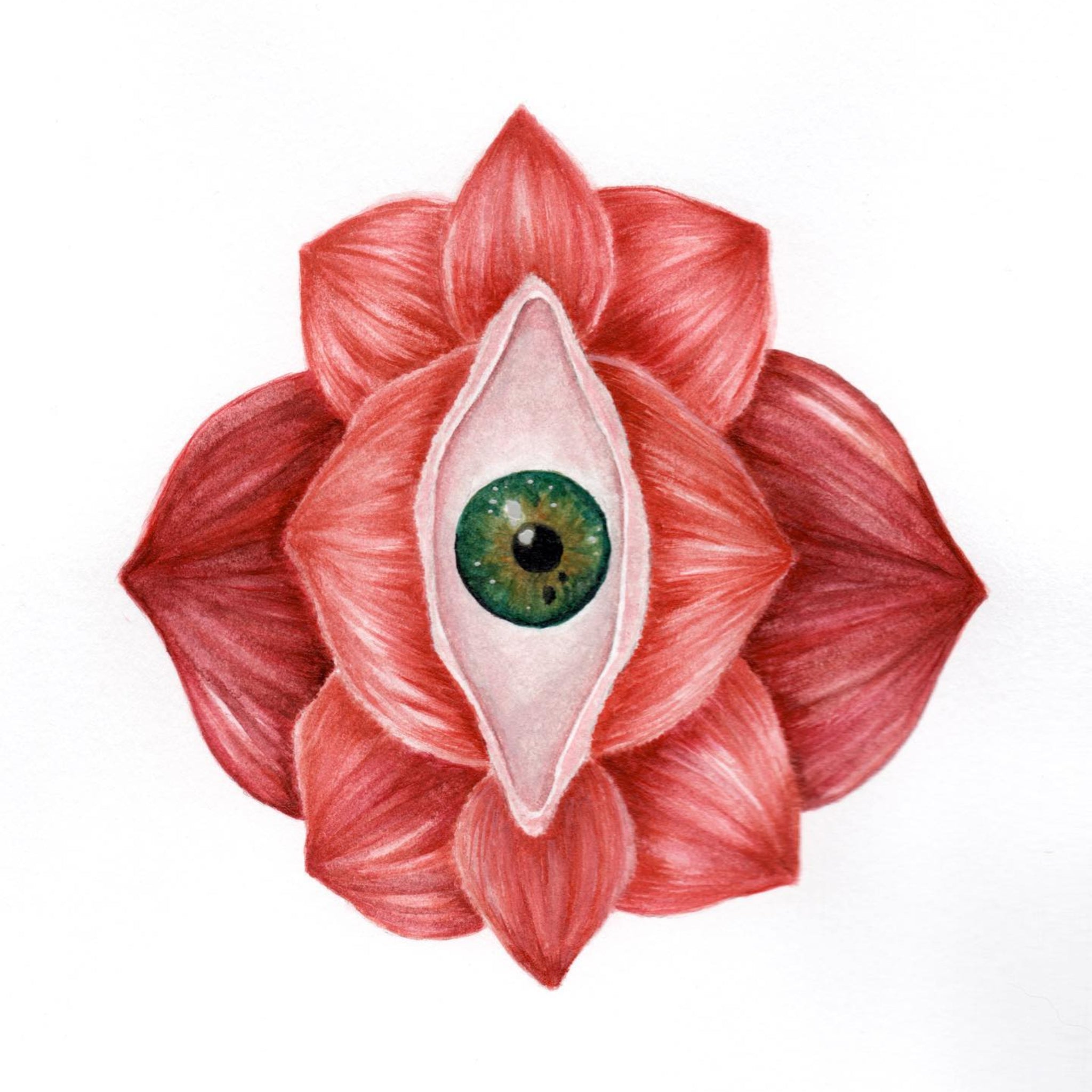 Red flower with a central eye on a white background